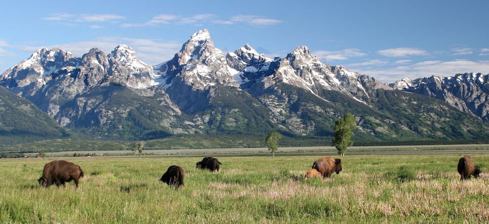 buffalo in the tetons buffalo in the tetons