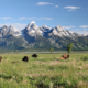 Bison in Grand Teton National Park
